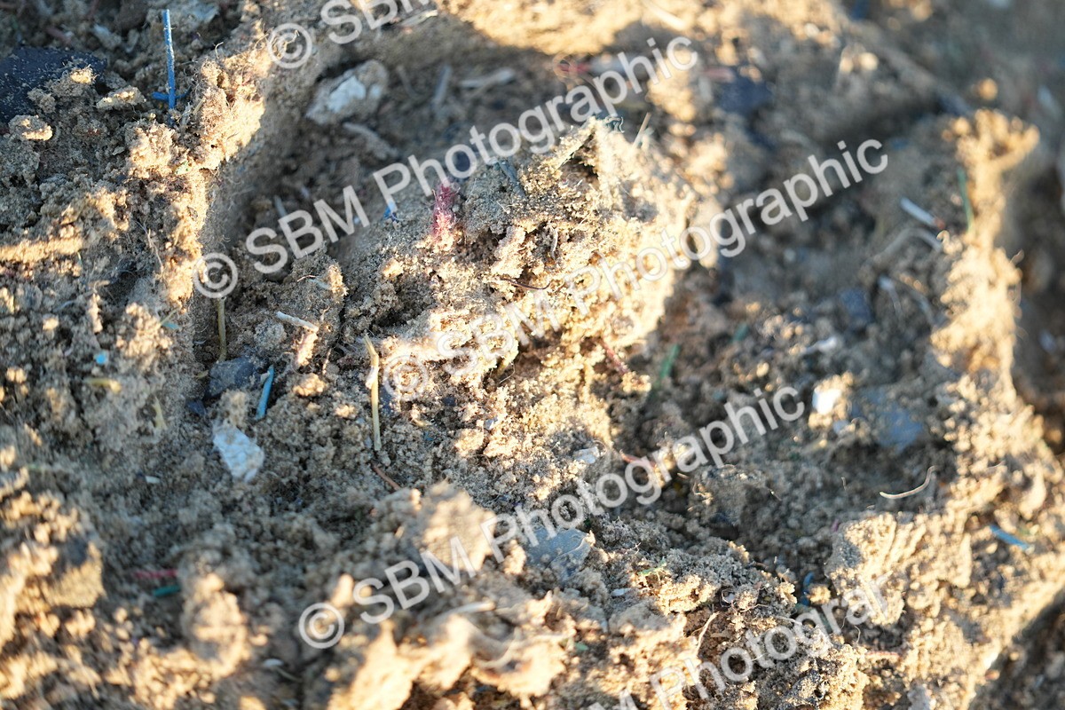 SBM_006325 - Class 6 - N2- E2-90cm