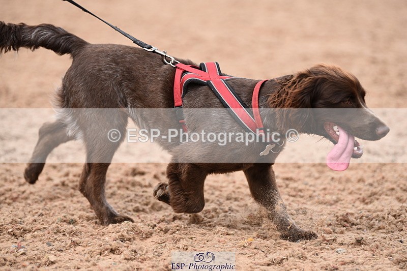 240518A-120930-01103 - Cls 3 Handsomest Dog