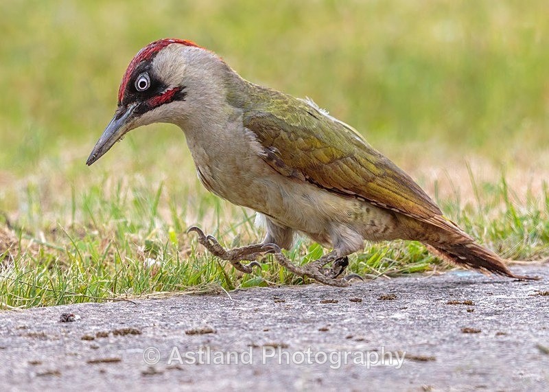 Astland Photography, Bird and Wildlife Images, Susan and Peter Wilson, U.K.
