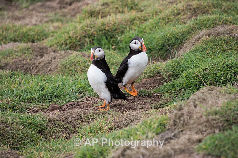 ACP_9788-1 - Puffins on Skomer Island