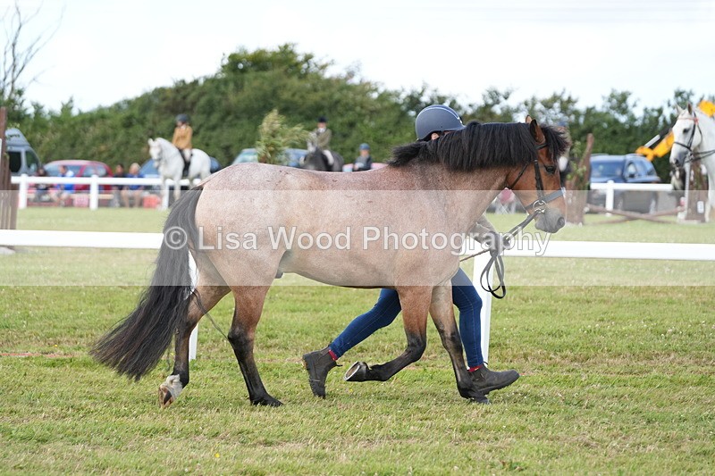DSC05726 - Class 51: NPS M&M 4 years and over Large Breeds