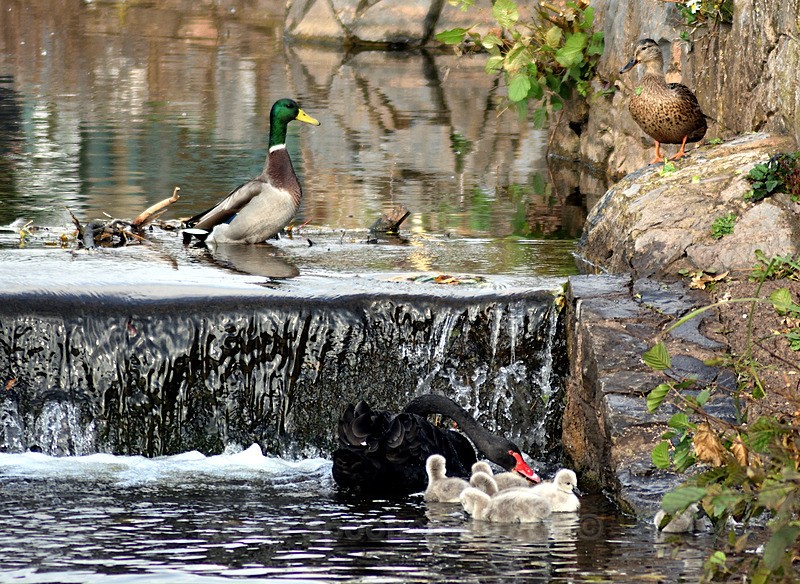  - Dawlish (mainly black swans)