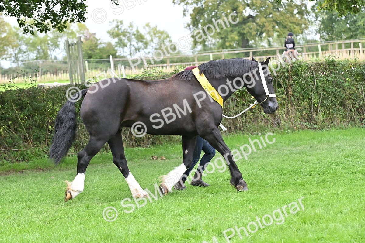 SBM_65012 - In Hand Pony & Younstock Supreme Championship