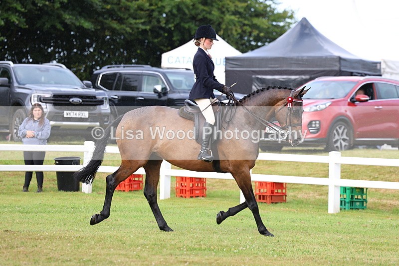 3E7A8006 - Class 2: Rising Star Large Hack/Riding Horse