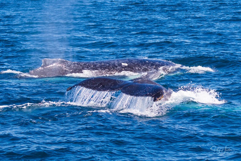 Mother Calf and Escort 3 0A3A8271 - Humpback Whales