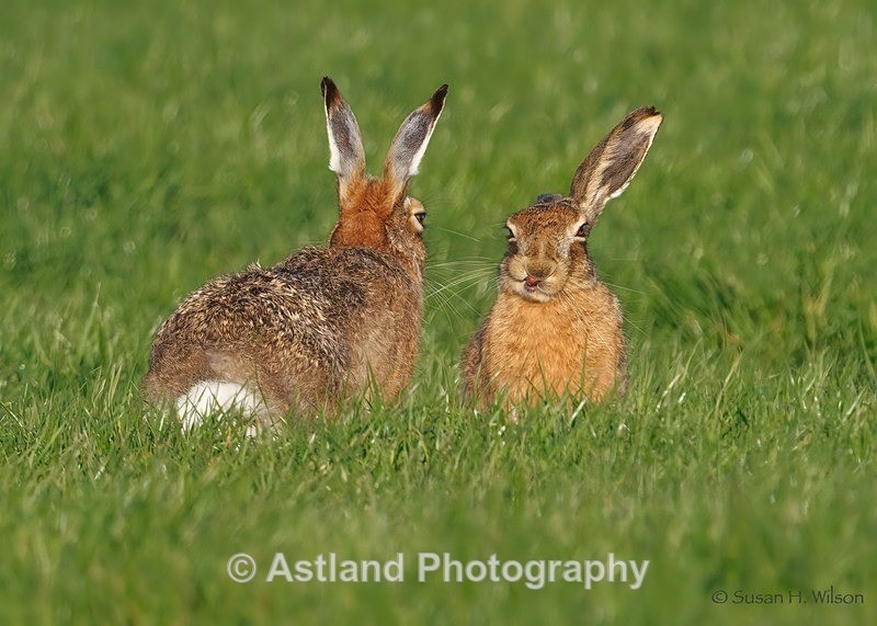 Brown Hare - Latest Images