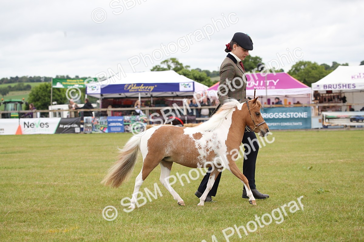 SBM_04000 - Class 23-25 - British Miniature Horse of the Year