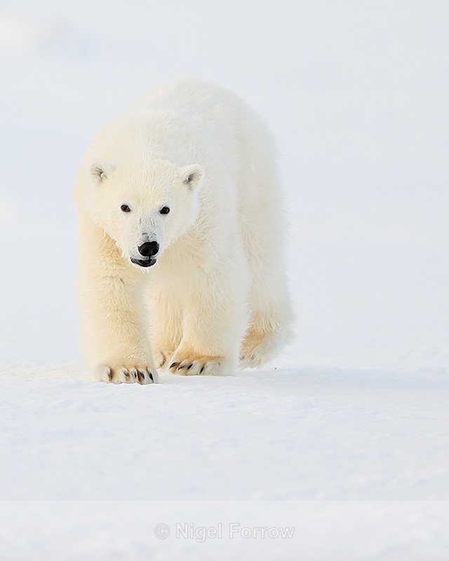 Polar Bear cub, close approach, Svalbard, Norway - Polar Bear