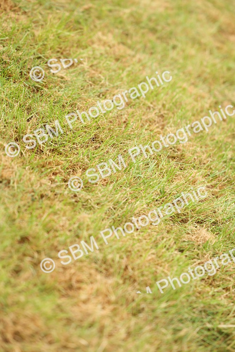 SBM_02242 - Class 50-57 - M&M Welsh Pony In Hand