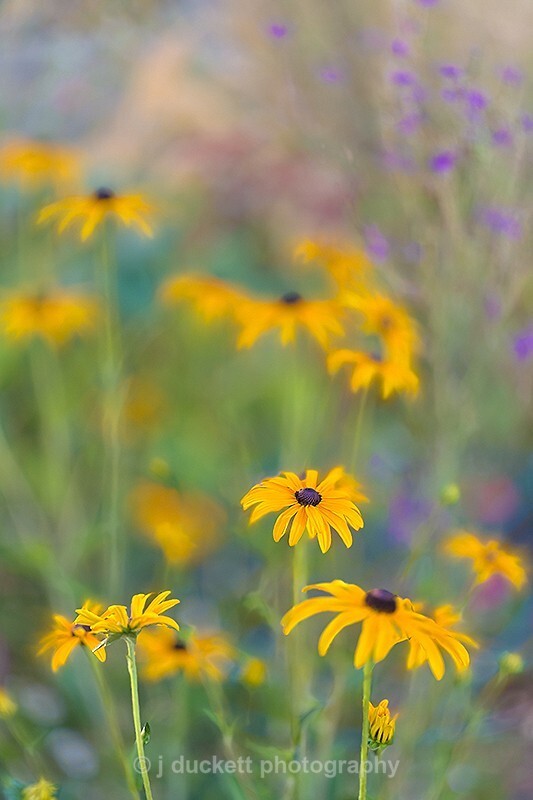  - Yellow Rudbeckia Dreams