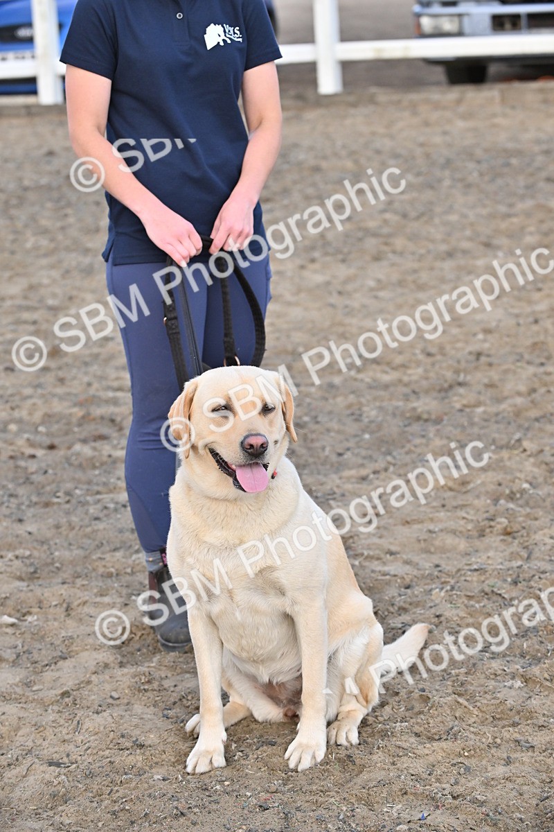 SBM_09523 - Lorry Dogs