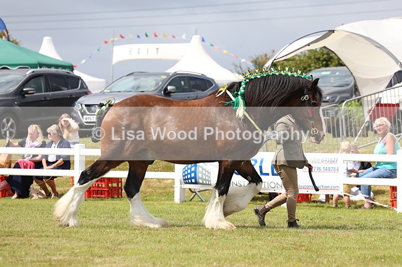 3E7A0712 - Class 7: Heavy Horse In Hand