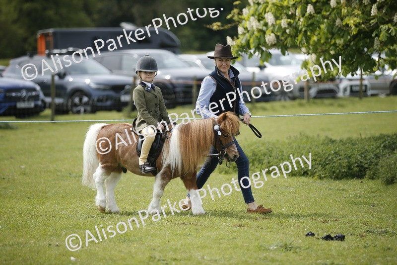 20260426-2147 - Class 9 - Handsomest Gelding