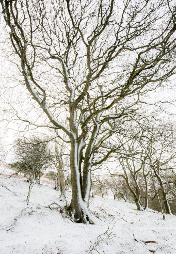 1922 Ragleth Wood - Stretton Hills