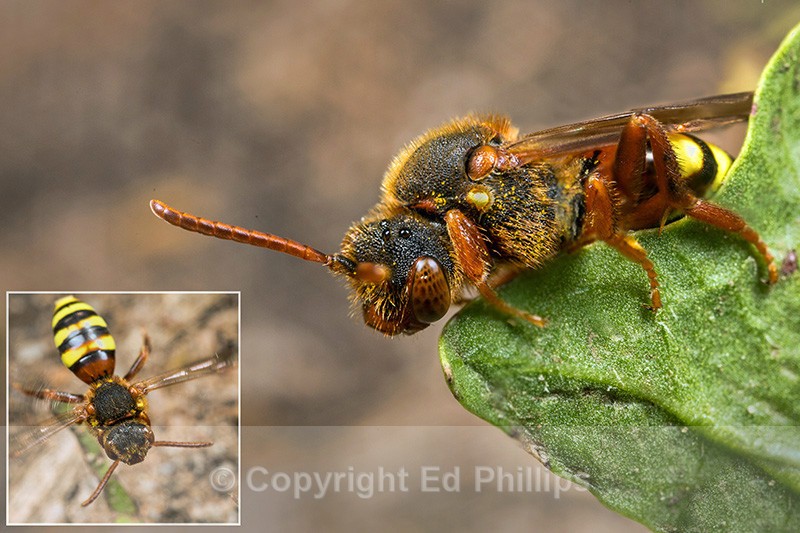 Nomada lathburiana (f) - Nomada lathburiana