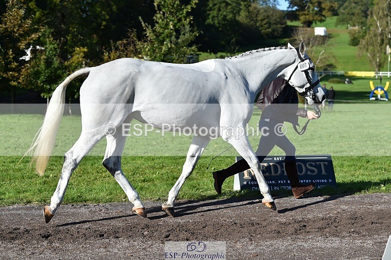 231022-110916-23759 - 401-SASSY.BIRD-Jemima.Haslam-TrotUp+SJ