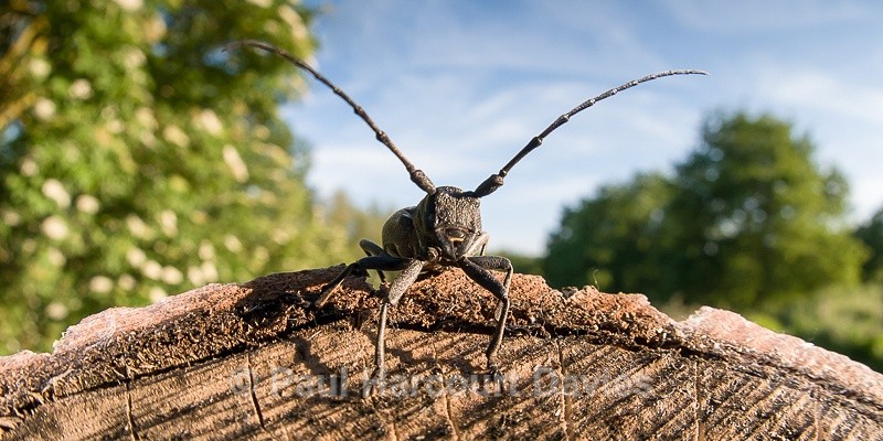 - Bugs: Macro insects