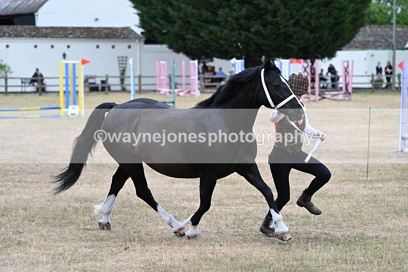 WJ7_8438 - Class 4 Prettiest Mare up to 14.2hh