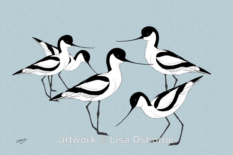 Avocets - DIGITAL ARTWORK