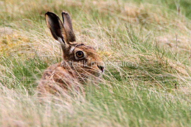  - Wildpiks by Dave O'Shea