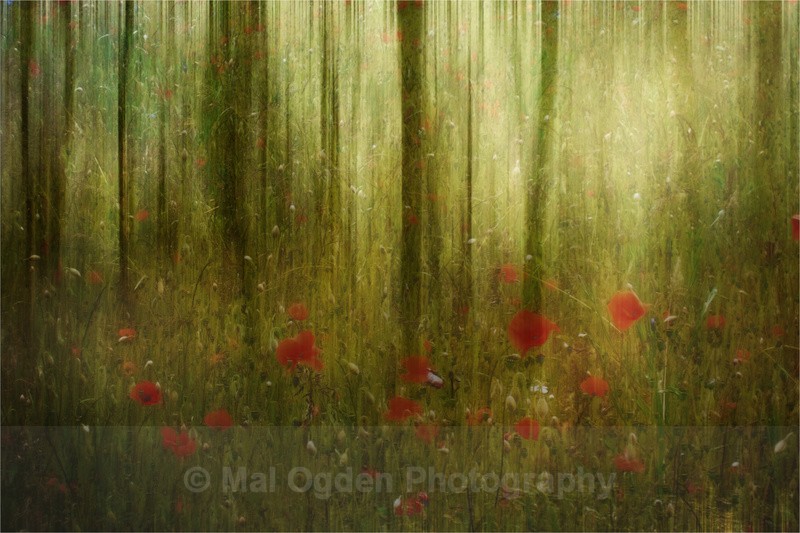 Woodland Abstract - Digitally Manipulated