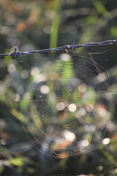 Spiders Web FR _025 - Frenchay care home Collection v
