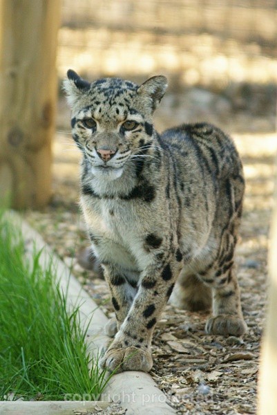 Mandalay - Clouded Leopard - Small Cats