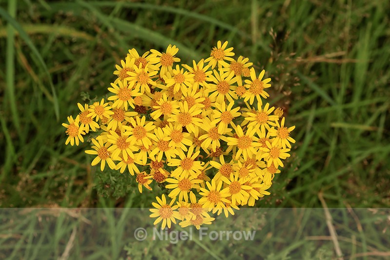 Common Ragwort flower cluster, Arne, Dorset - PLANTS