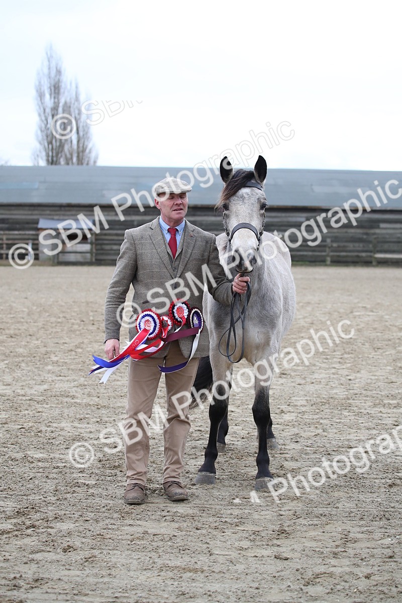 SBM_004113 - Class 1-4 - Young Stock classes Inc. In Hand Championship