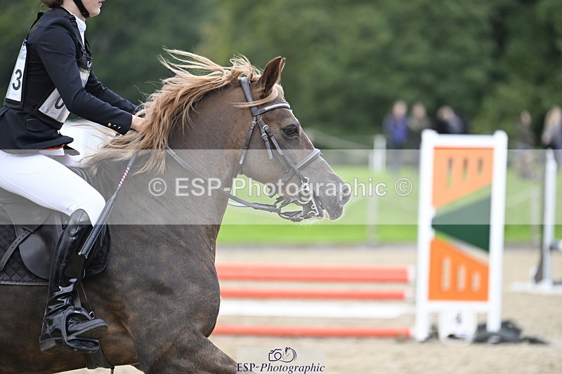 251005A-130331-04029 - Cls 08 Mini 70-75cm