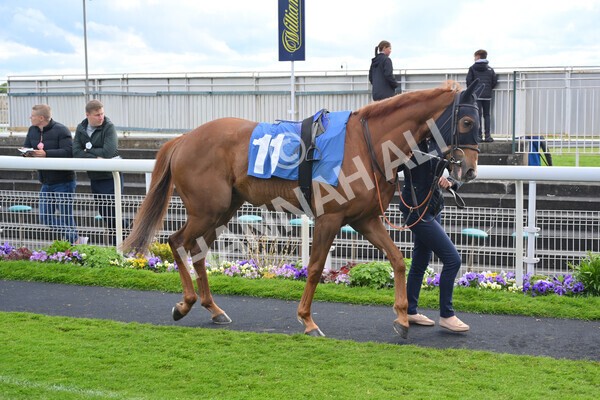 yr22052021r7-15 - Race 7 5.25pm Hudson Quarter York Palace Capital Stakes - Gentleman Amateur Riders Race