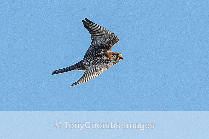 Red-footed Falcon   (f) - Danube Delta