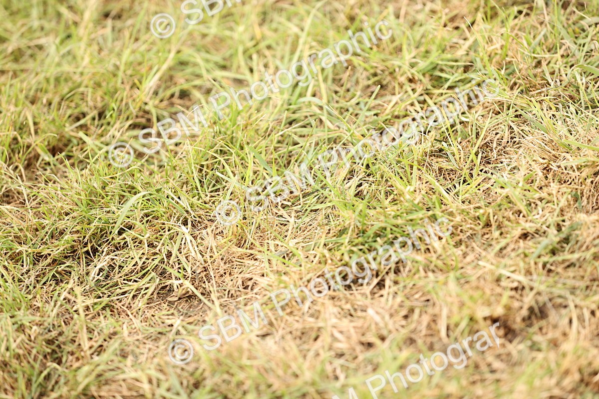 SBM_14641 - Class 88-89 - LIHS BSHA Rising Star of Ridden Hunter Type