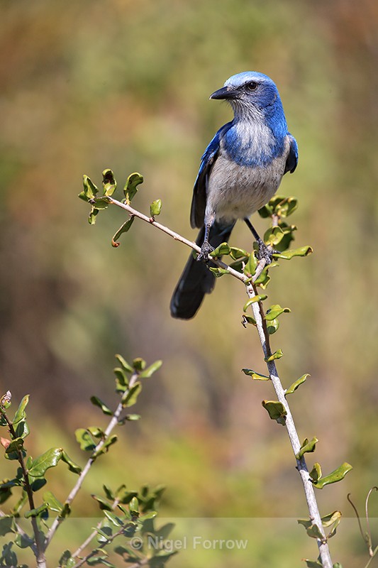 Florida Scrub-Jay perched, Shamrock Park, Venice, Florida - Florida Scrub-Jay