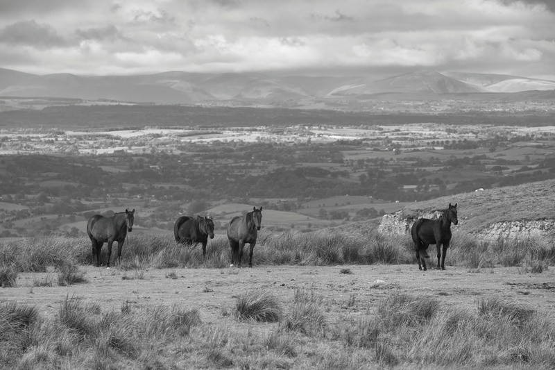 Horses on the moors.  ref9406 - The Pennines and Cumbria