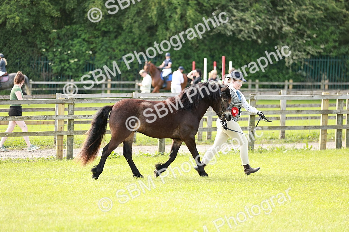 SBM_00637 - Class 14-23 - Mountain & Moorland In Hand Non Welsh