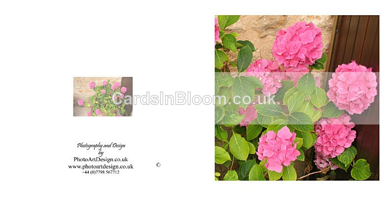008 Hydrangea - FLORAL GREETING CARDS