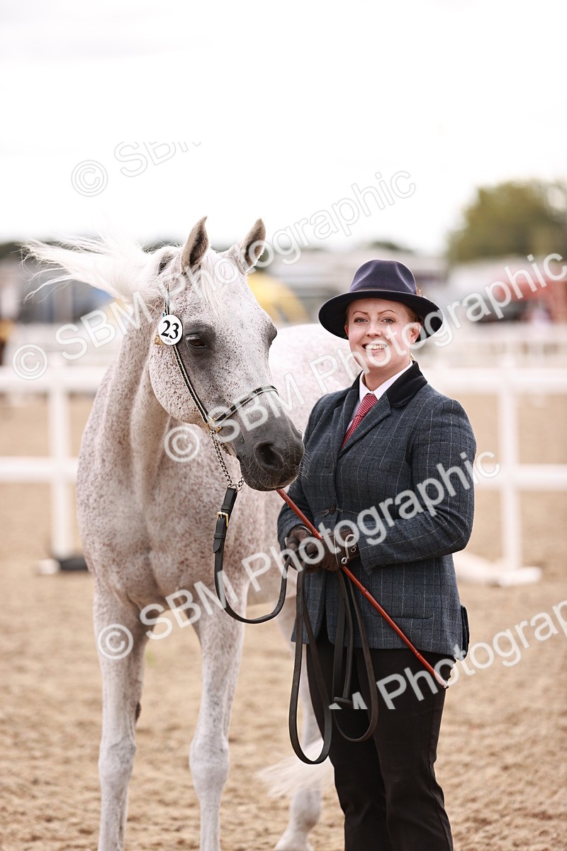 SBM_16212 - Class412 - Handsome Gelding (IH  or Ridden) Adult
