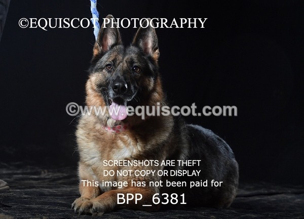 BPP_6381 - CARLA DOGS