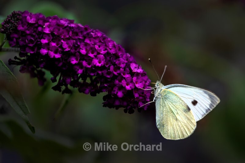 Cabbage White - Suffolk - Landscapes