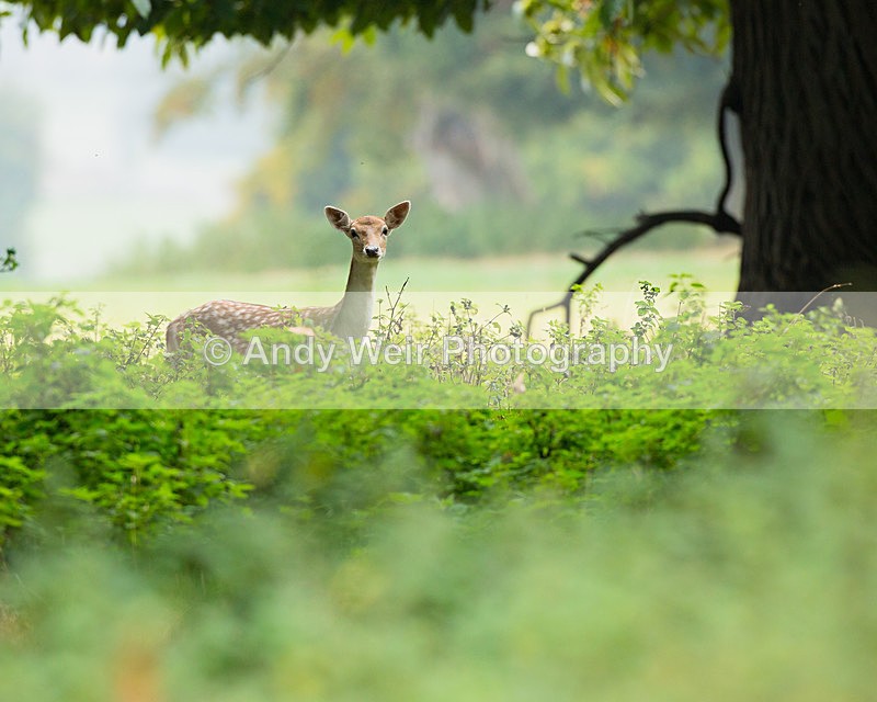 20140929-3K8A5879 - Deer