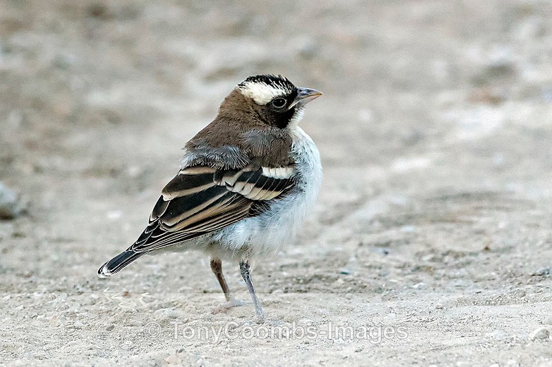 White-browed Sparrow-Weaver - The Hoanib