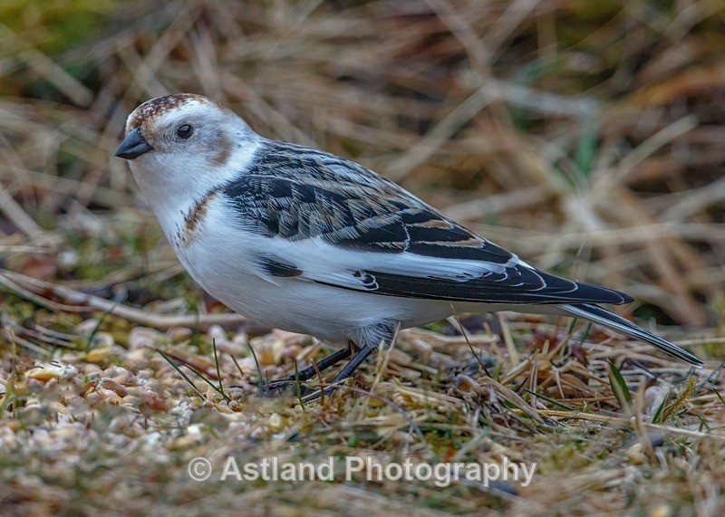 Snow Bunting - Latest Images