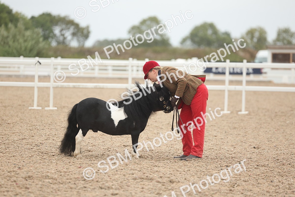 SBM_19360 - Class 317 - IH Pure Bred Horse-Pony