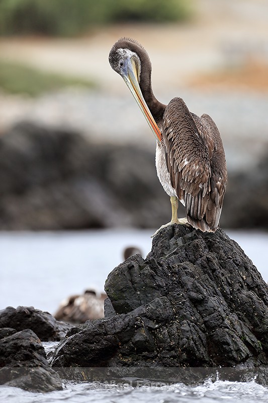 Peruvian Pelican preening on rock, Chile - Peruvian Pelican