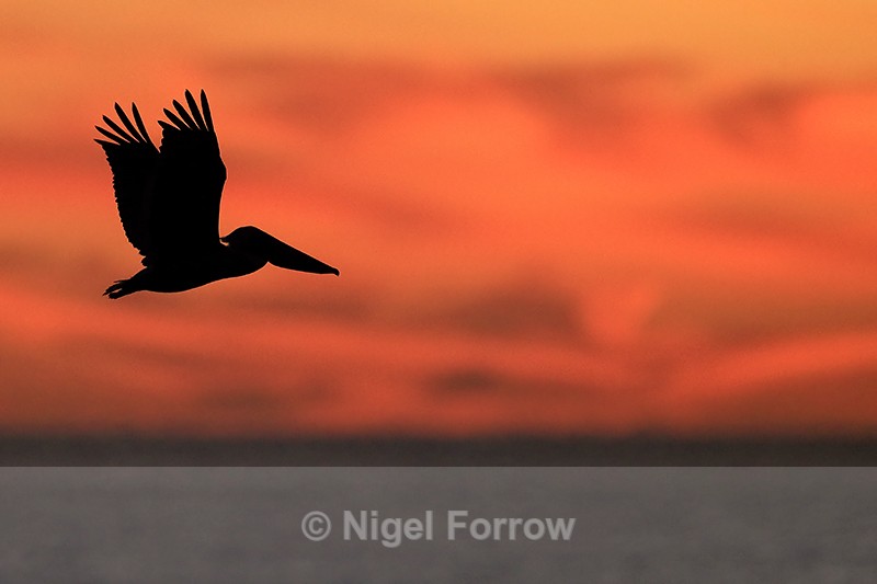 Silhouette of Brown Pelican in flight, Fort De Soto, Florida - Brown Pelican