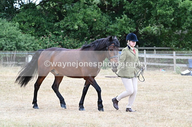 WJ7_9512 - Class 5 Most Handsome Gelding (up to 14.2hh)
