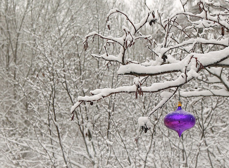 The Color Purple - Winterscape