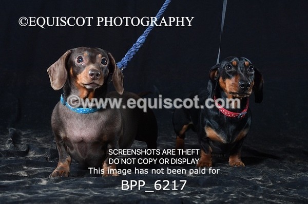 BPP_6217 - LESLEY GRANGER DOGS