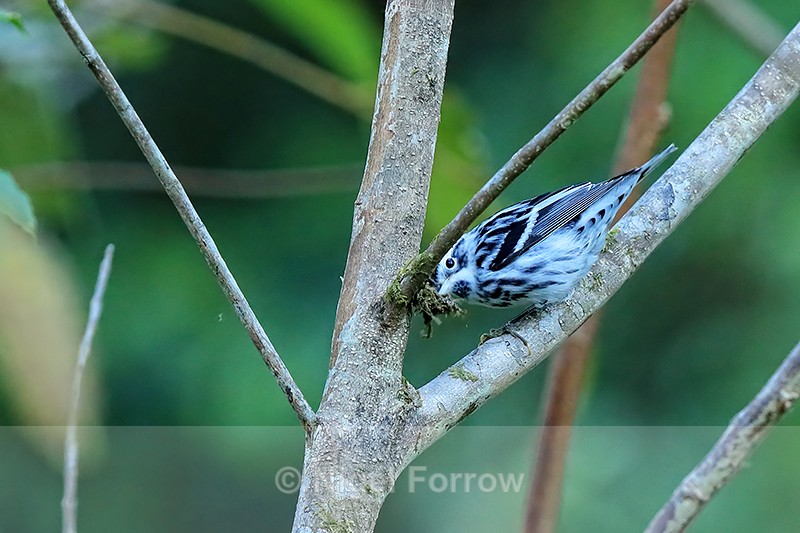 Black-and-white Warbler collecting moss, Costa Rica - Black-and-white Warbler